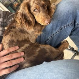 Dachshund All Grown Up from Western Slope Weenies