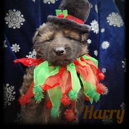 Harry - Sable male German Shepherd puppy in Fort Jennings, Ohio from Von Holtzapple German shepherds