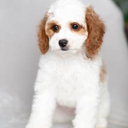 Topaz - Blenheim male Cavapoo puppy in Daphne, Alabama from Harper Doodles
