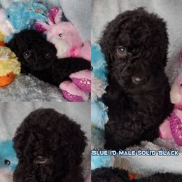 Poodle Puppies from Majestic Royalty Poodles