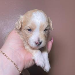 Sunny - Yellow and white male Bernedoodle puppy in Port Saint Lucie, Florida from Eastside Paws LLC