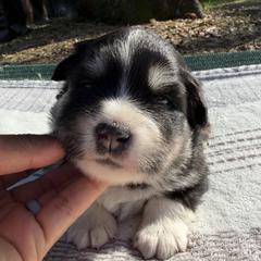 Red Girl - Black female Finnish Lapphund puppy in Redding, California from AlpenGlō Kennels