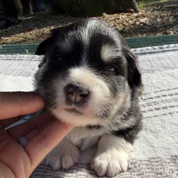 Red Girl - Black female Finnish Lapphund puppy in Redding, California from AlpenGlō Kennels