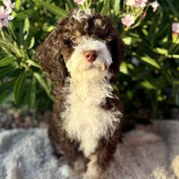 Porky - Brown and white male Bernedoodle puppy in Gilbert, Arizona from Safe Havynn Doodles