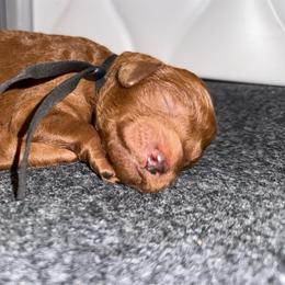 Black - Red  female Poodle puppy in Keedysville, Maryland from Sunshine Red Standard Poodles