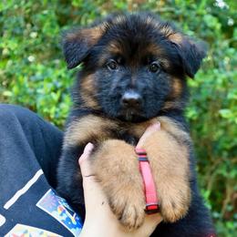 Krush - Black and red male German Shepherd puppy in Canton, Texas from WILDWOOD GERMAN SHEPHERDS