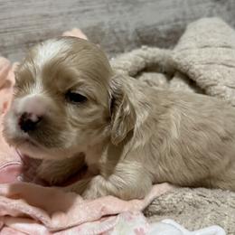 Isla - Buff and white female Cocker Spaniel puppy in West Plains, Missouri from Ozark Haven Farm