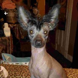 Ziggy Badmon - Chinese Crested