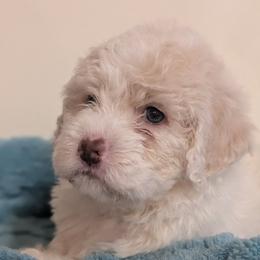 Aida - White female Lagotto Romagnolo puppy in Coos Bay, Oregon from Royal and Loyal Lagotto Romagnolo
