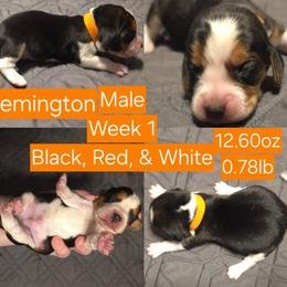 Remington Orange Male - Black red and white male Beagle puppy in Bemidji, Minnesota from Nse Farms Beagles