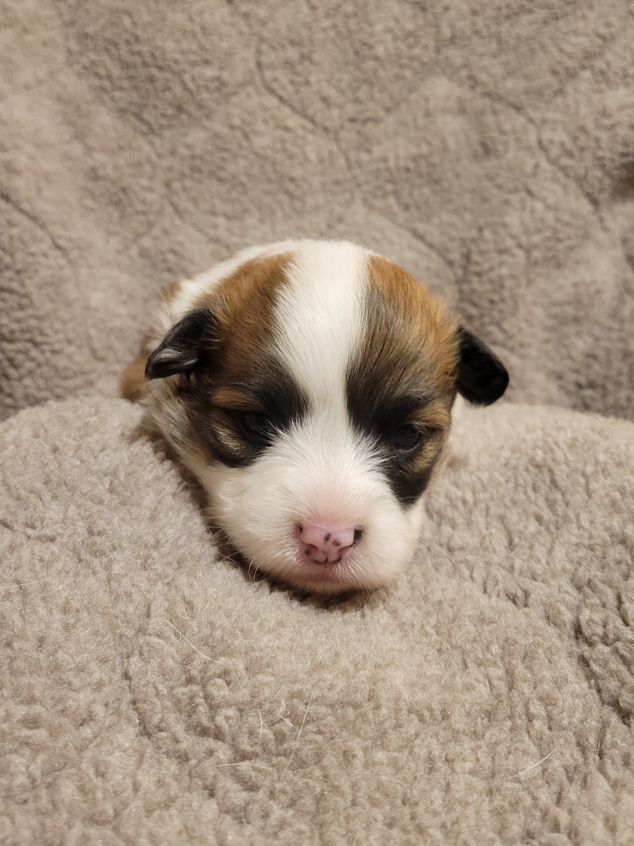 Fluffy girl - Pembroke Welsh Corgi puppy in Laramie, Wyoming from Walkabouts Corgis