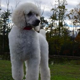 Poodle Puppies from D and D Standard Poodles