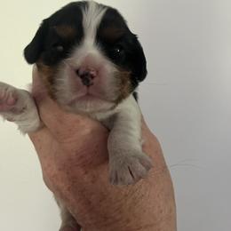 Tri female - Tri-color female Cavalier King Charles Spaniel puppy in Danville, Pennsylvania from RoaringCreek