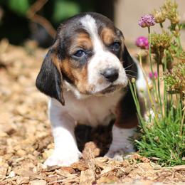 Leo - Brown and white male Basset Hound puppy in Idaho from Welcome Home Bassets