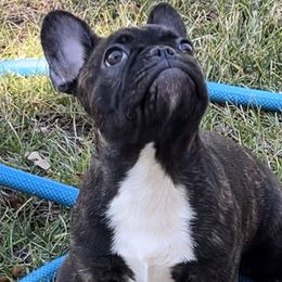 Atlas - Brindle and white French Bulldog puppy in Paso Robles, California from Divine French Bulldogs