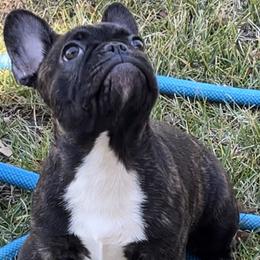 Atlas - Brindle and white French Bulldog puppy in Paso Robles, California from Divine French Bulldogs
