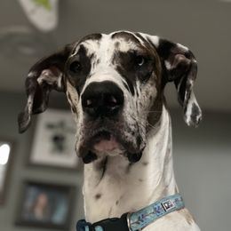 Cooper - Great Dane