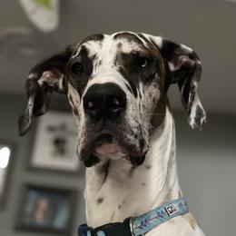 Cooper - Great Dane