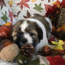 Shih Tzu Puppies from Kuntry Tyme Shih Tzus