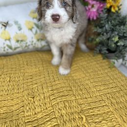Aussiedoodle, Bernedoodle, and Goldendoodle Puppies from Little Golden Farm
