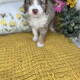 Aussiedoodle, Bernedoodle, and Goldendoodle Puppies from Little Golden Farm