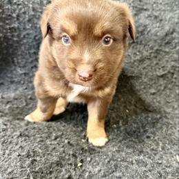 Ketchup - Red tri male Toy Australian Shepherd puppy in Medical Lake, Washington from MAS Gone Rogue