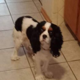 Max - Cavalier King Charles Spaniel