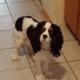 Max - Cavalier King Charles Spaniel
