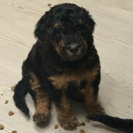 Olive - AKC Limited - Phantom female Poodle puppy in Haines City, Florida from Noelle Poodles