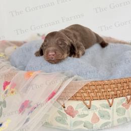 Florence - Chocolate and tan male Dachshund puppy in Greenville, North Carolina from The Gorman Farms