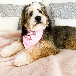 Maggie - Goldendoodle