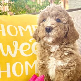 Honey - Apricot Goldendoodle puppy in Rocklin, California from FurEver Yours Goldendoodles