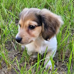 Thud - Cream male Dachshund puppy in Lakeland, Florida from Buckwild Doxies