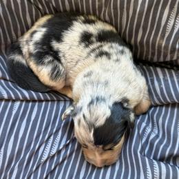 BMF 1 - Blue merle female Australian Shepherd puppy in Bainbridge, Ohio from CK Aussies