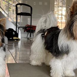 Biewer Terriers from The Stages of Breeding