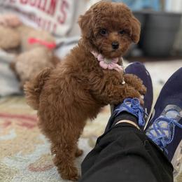 Poodle Puppies from KC Poodles of PA