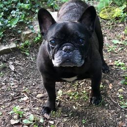 French Bulldog All Grown Up from Amscot French Bulldogs