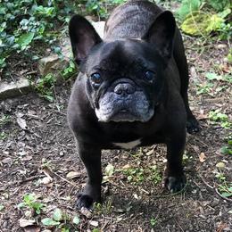 French Bulldog All Grown Up from Amscot French Bulldogs