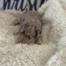 Girl 1 - female Goldendoodle puppy in Waynesboro, Virginia from Forest Creek Kennel