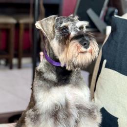 Mr Purple - Salt and pepper male Miniature Schnauzer puppy in Wildomar, California from My Angel Schnauzers
