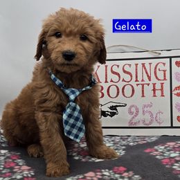 Gelato - Red  male Goldendoodle puppy in Neillsville, Wisconsin from Granton Creek