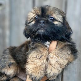 Blake - Red male Shih Tzu puppy in Chico, California from North State Shih tzus