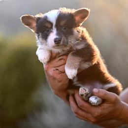 Topaz - Black and tan female American Corgi puppy in Mariposa, California from Gem Coast Corgis