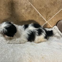 Milo - Black and white male Shih Tzu puppy in Eastvale, California from Gigi’s Shih tzu