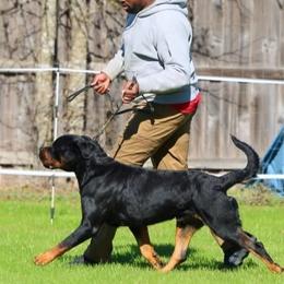 Rottweilers from Schone Rasse Rottweilers
