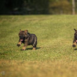 German Shepherd Puppies from Sommerfeld German Shepherds