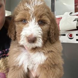 Bernedoodle and Goldendoodle Puppies from Pecks Oodle Doodles