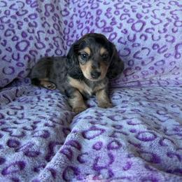 Rayna - Dapple female Dachshund puppy in Delta, Colorado from Weinderful Dachshunds