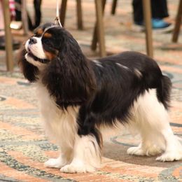 Cavalier King Charles Spaniels from Bluebonnet Cavaliers