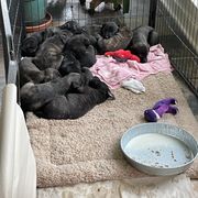 Lurcher Puppies from Sharp Turn Lurchers